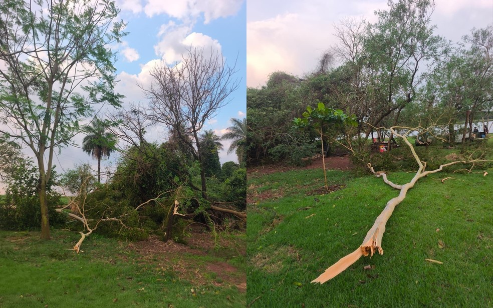 Vendaval derruba &aacute;rvores em s&iacute;tio em Sud Mennucci (SP) &mdash; Foto: Foto: Jo&atilde;o Vitor Moreira da Silva