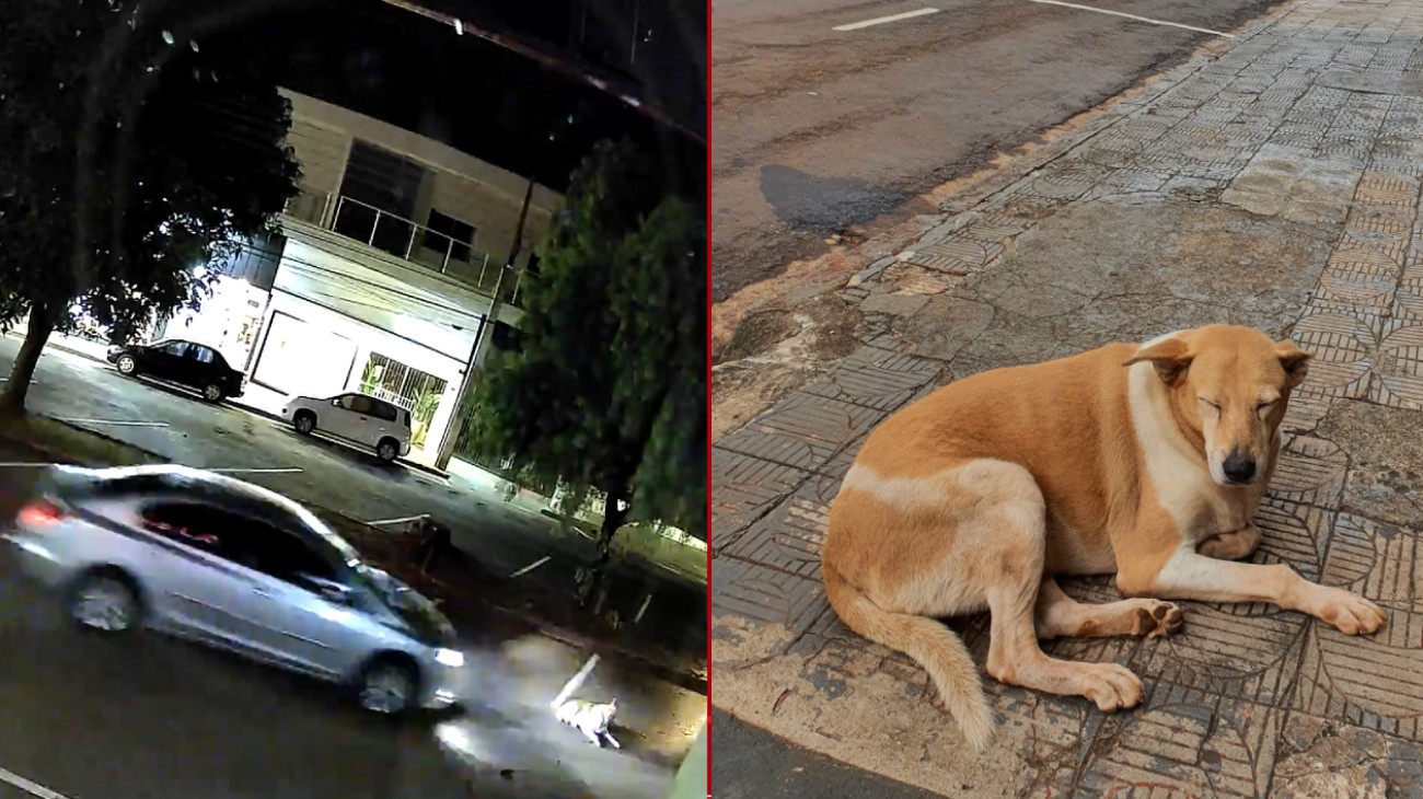 VÍDEO: cachorrinha cuidada há 9 anos por moradores de cidade do Paraná é atropelada e abandonada ferida