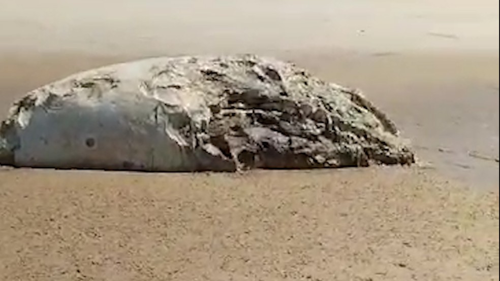Carcaça de baleia é encontrada em praia de João Pessoa — Foto: TV Cabo Branco