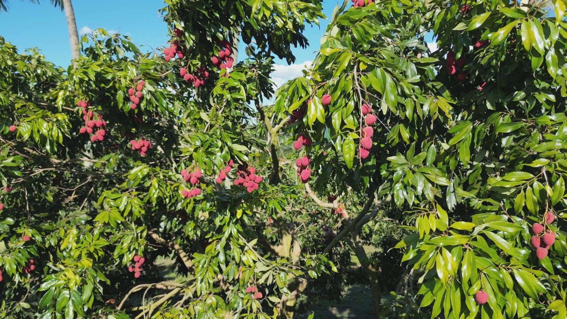 Produtores de lichia trabalham para suprir demanda de fim de ano no Paraná