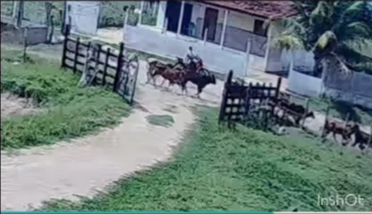 VÍDEO: menino de 9 anos salva primo de ser atingido por boiada na zona rural de Palmeira dos Índios