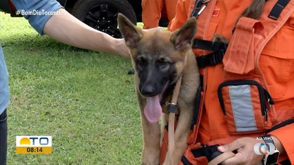 Cães são treinados pelos Bombeiros para atuar no resgate de pessoas