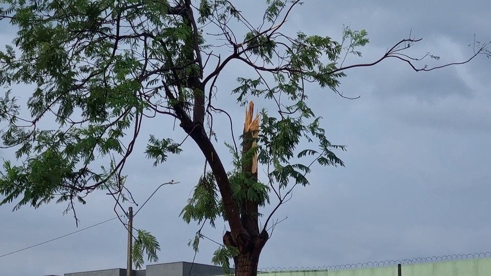 Árvore quebrou após forte temporal em Porto Velho — Foto: Rede Amazônica/Reprodução