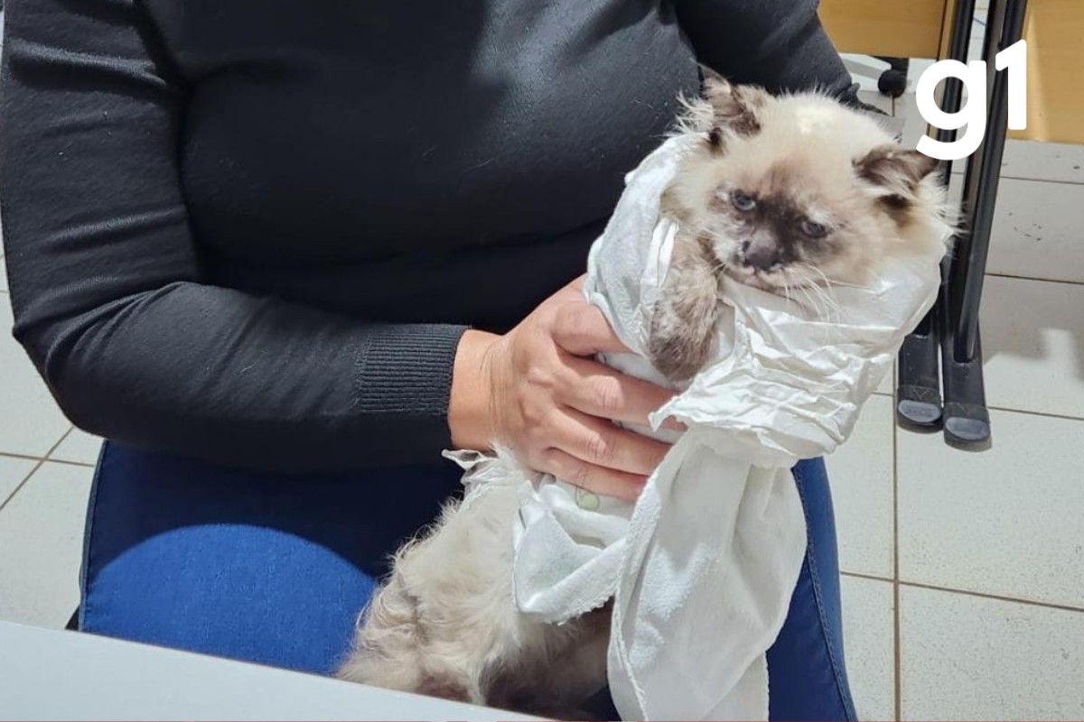 Investigado por castração clandestina de gatos é preso em MT