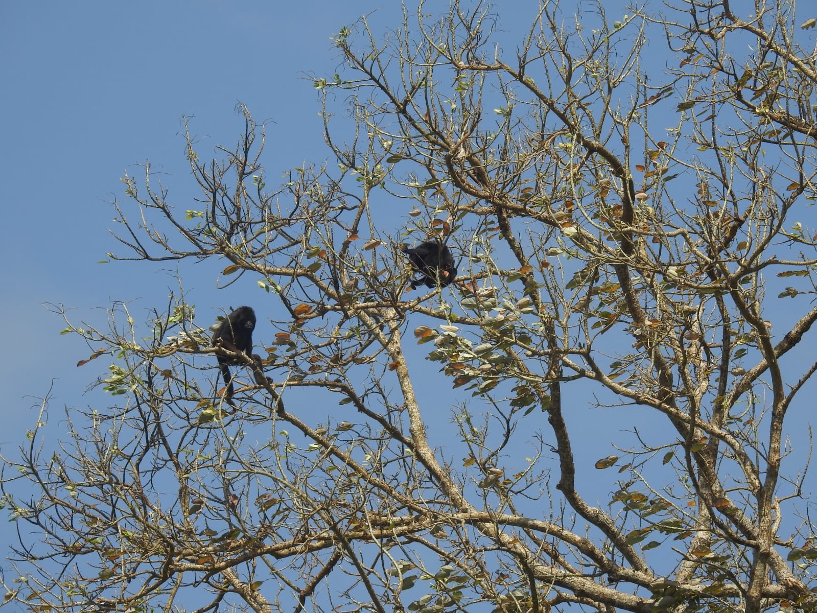 Estudo mapeia a população de guaribas na floresta do Amapá e avalia o risco de extinção