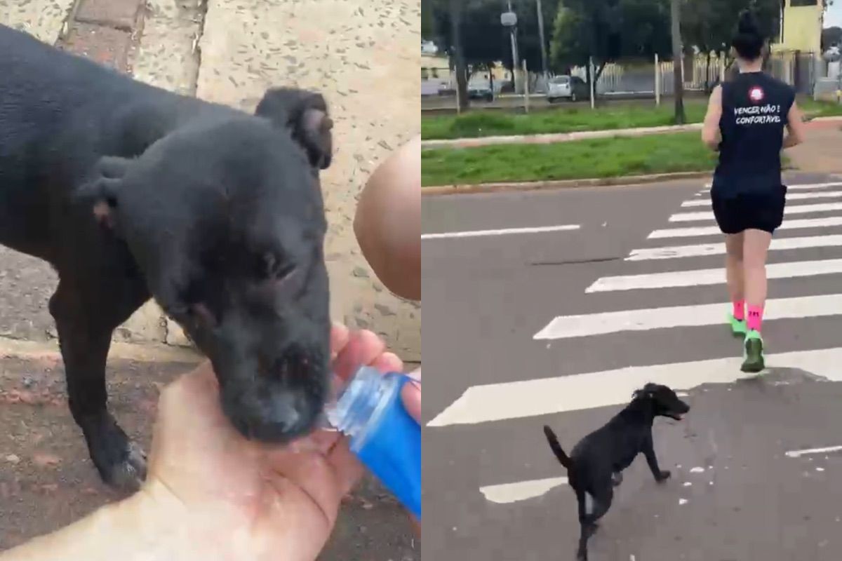 Cachorrinha corre 7 km atrás de casal e ganha final emocionante; veja vídeo
