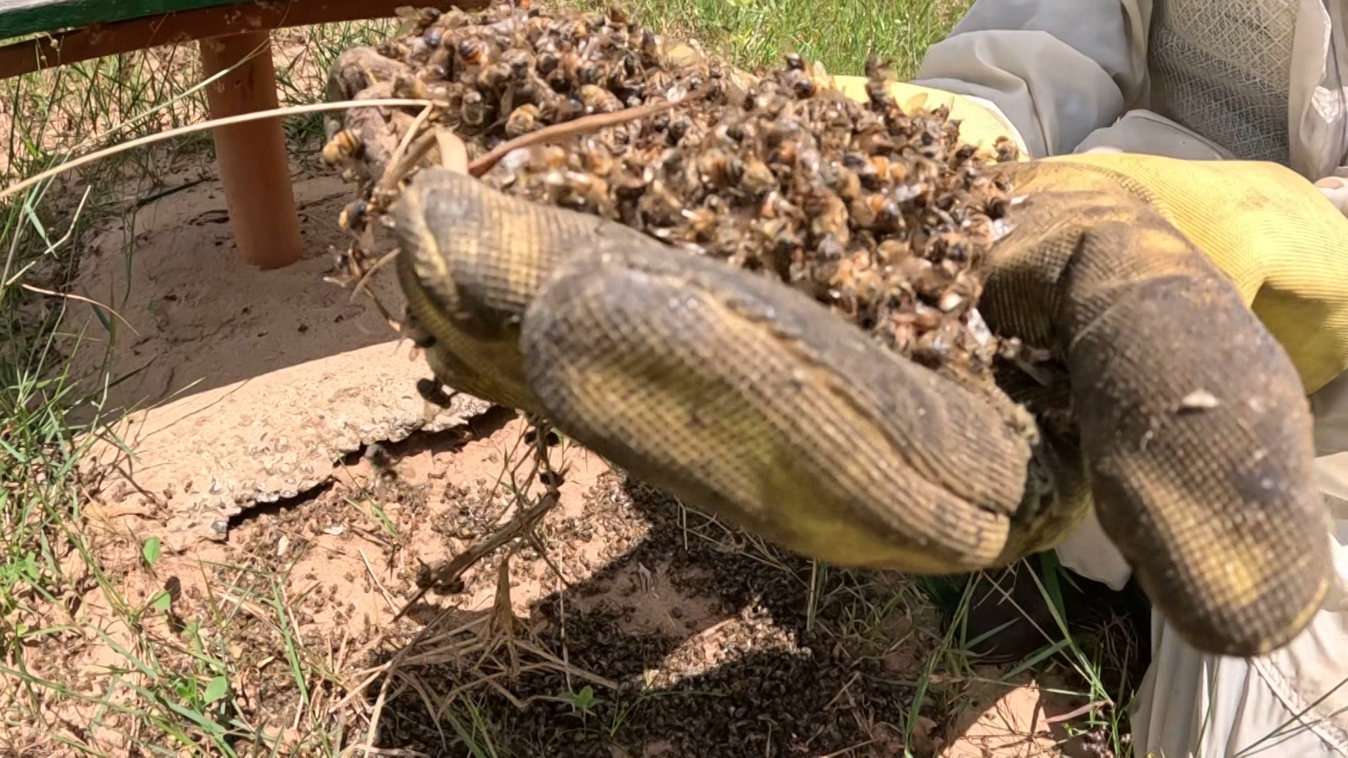 Mortes de milhares de abelhas preocupam no interior de SP; suspeita é de agrotóxico