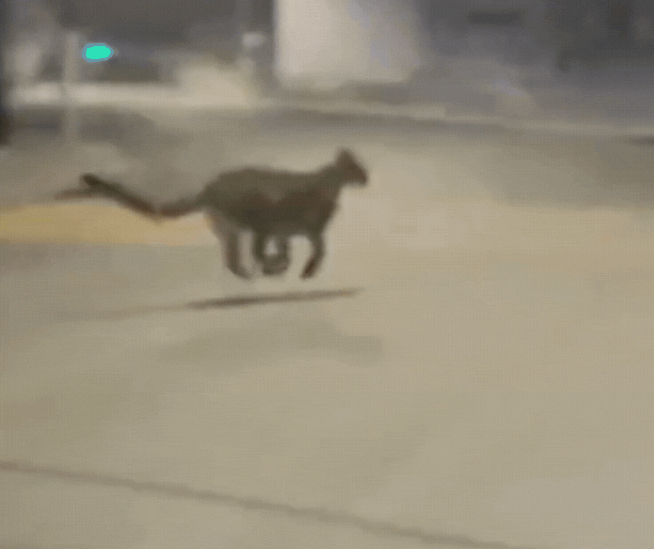 VÍDEO: Onça-parda é flagrada atravessando rua em frente de casal em SC