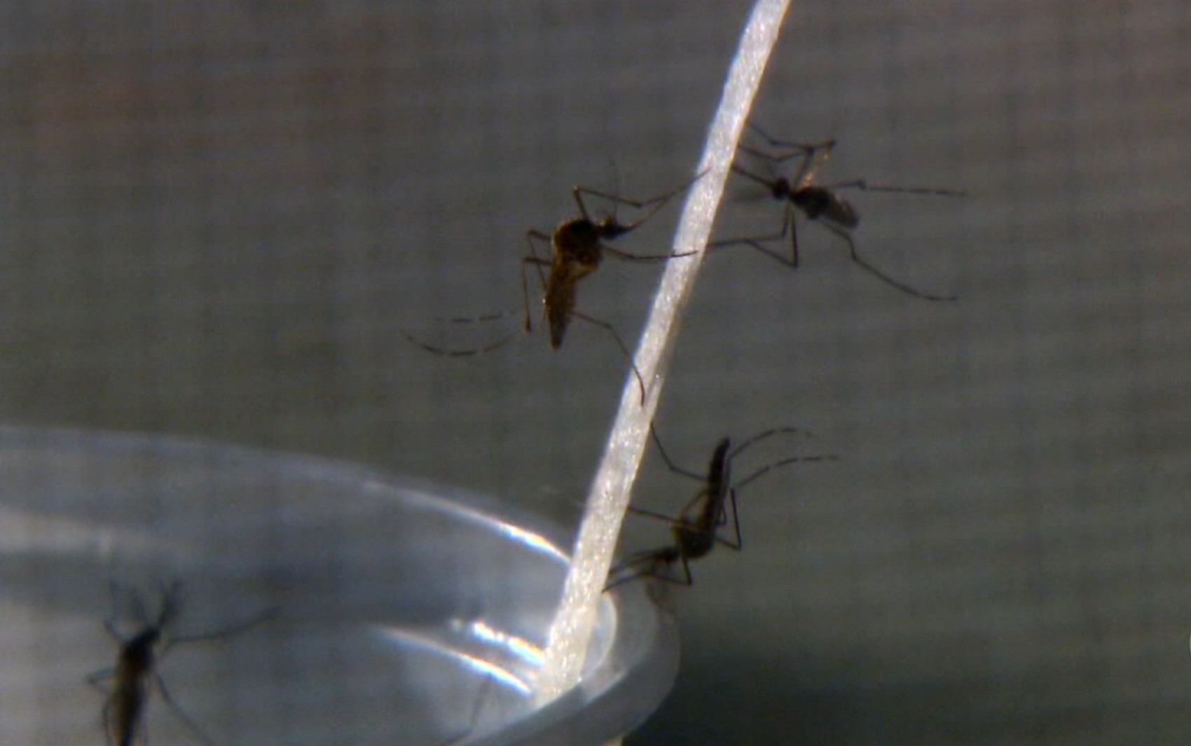 Dengue em Ribeirão e Franca: infectologistas alertam para cenário pior em 2025 e provável circulação de novo sorotipo 