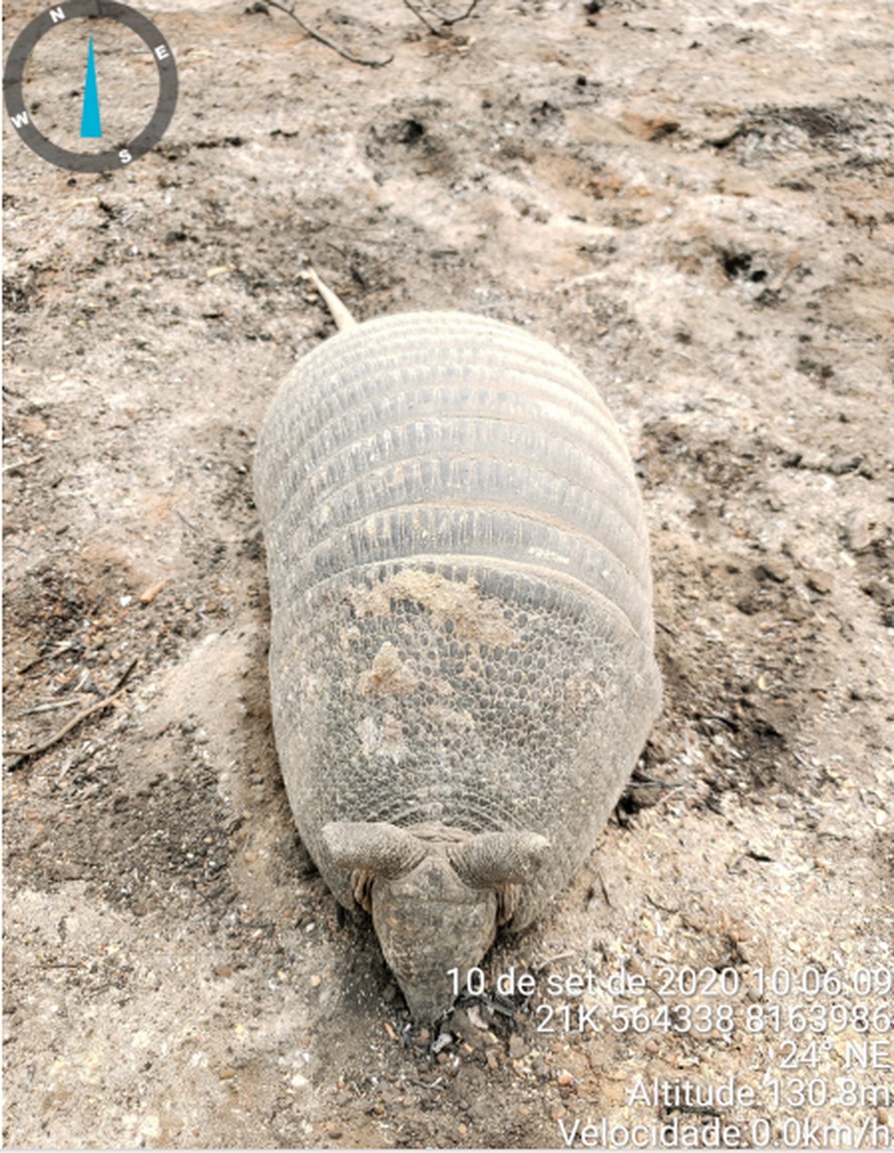Tatu tentou fugir do fogo se escondendo em uma toca — Foto: ICMBio