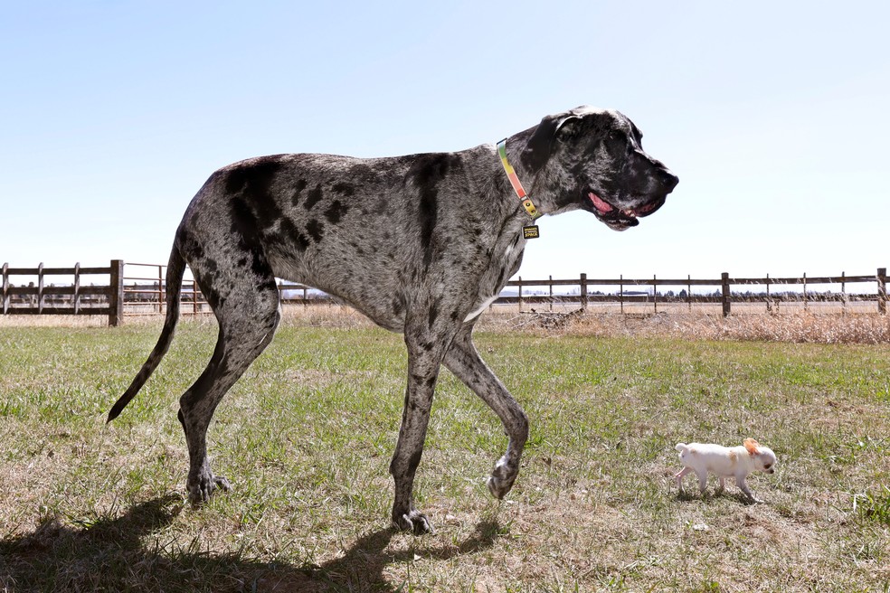 Reggie, maior cachorro do mundo, e Pearl, a menor, se encontram — Foto: Guinness World Records