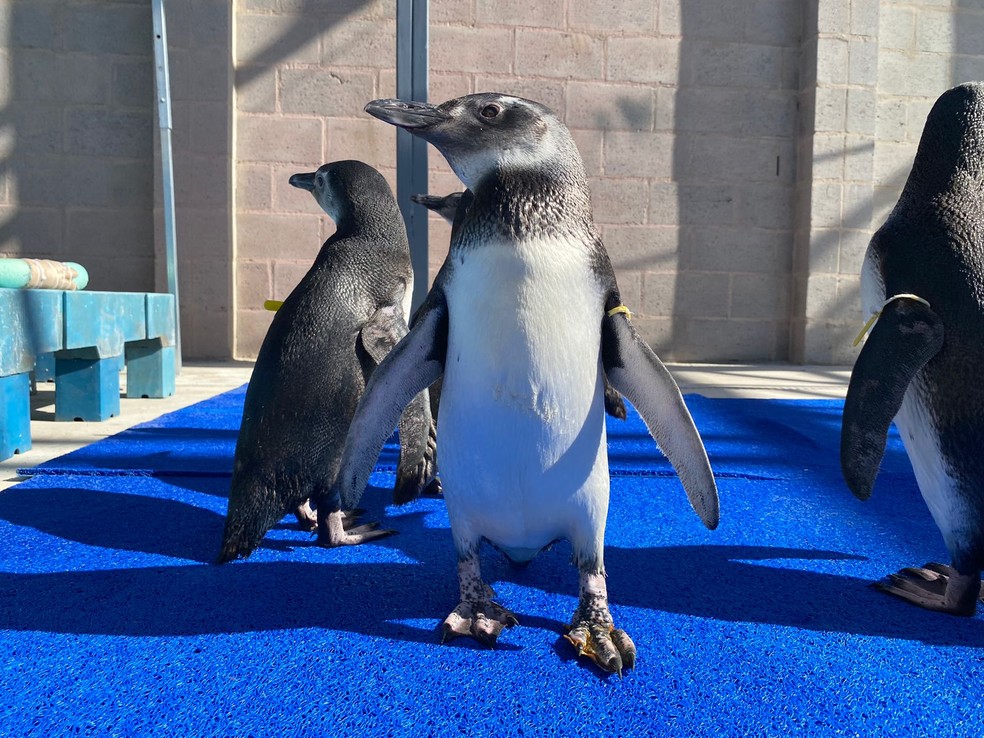 Pinguins se recuperam de graves lesões. Animais foram resgatados no Litoral do Espírito Santo — Foto: Ipram
