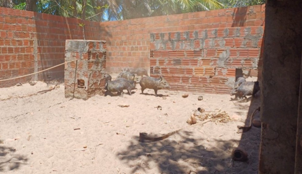 Polícia e órgãos ambientais resgatam 48 animais silvestres e desmontam criatório irregular que vendia carne para restaurante no Piauí — Foto: Reprodução