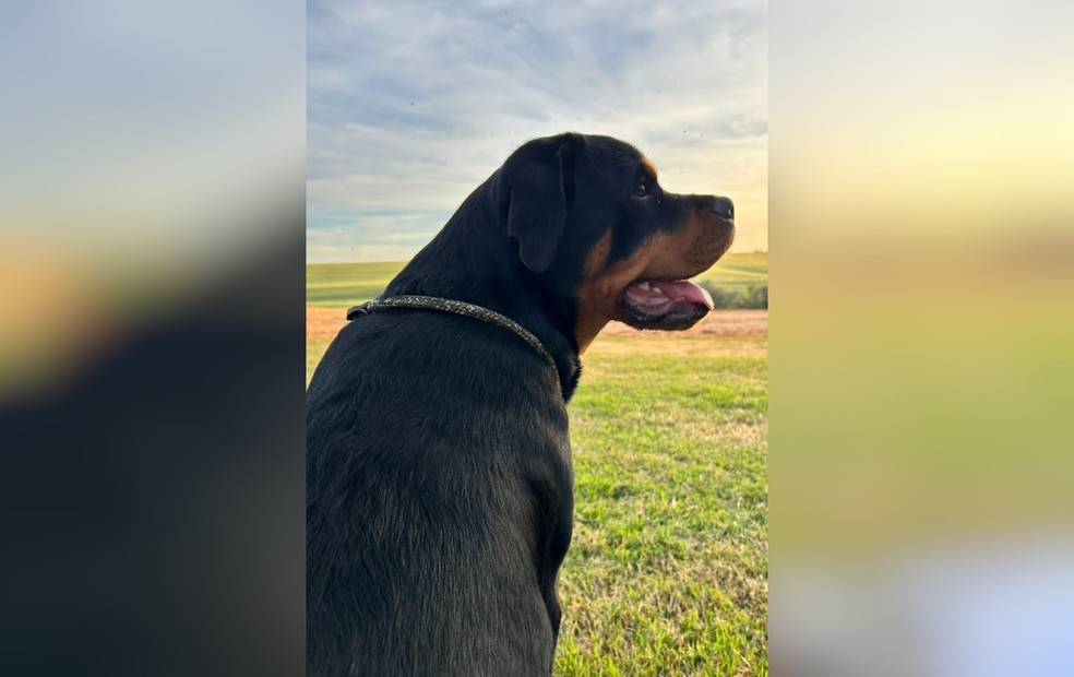 Os tutores de animais de porte grande precisam ficar atentos aos equipamentos de segurança — Foto: Arquivo pessoal/Gabriella Maria