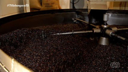 Pesquisadores avaliam novas variedades de café