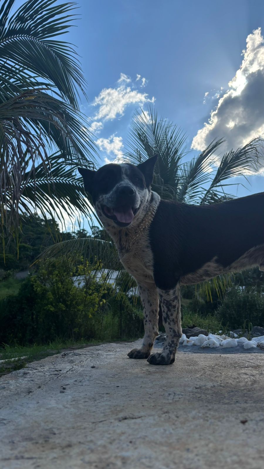 Polícia Civil investiga ataque a cão esfaqueado mais de 30 vezes em condomínio de Juiz de Fora