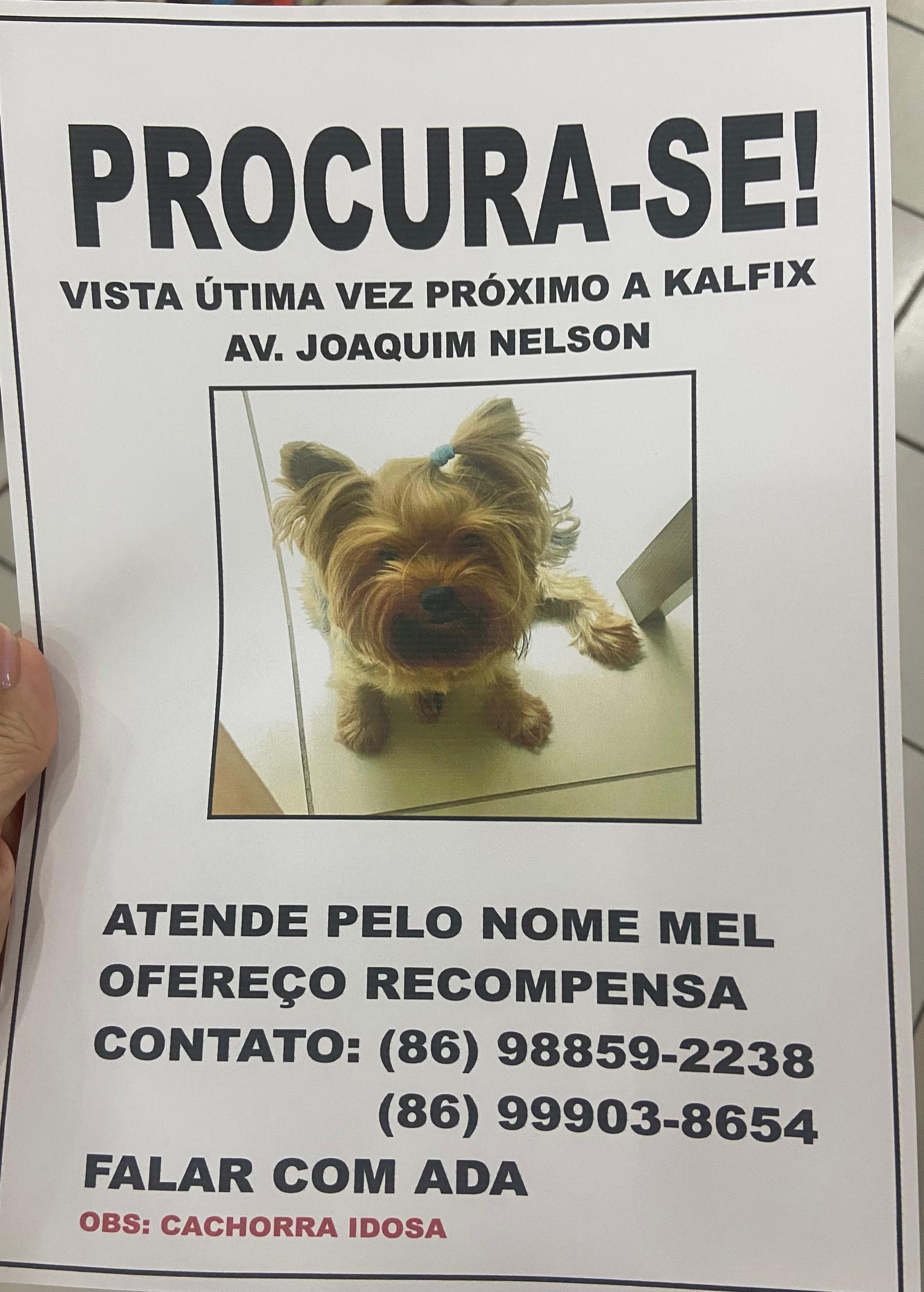 Cadela desaparecida em Teresina é vista com homem que tentou vendê-la, diz tutora