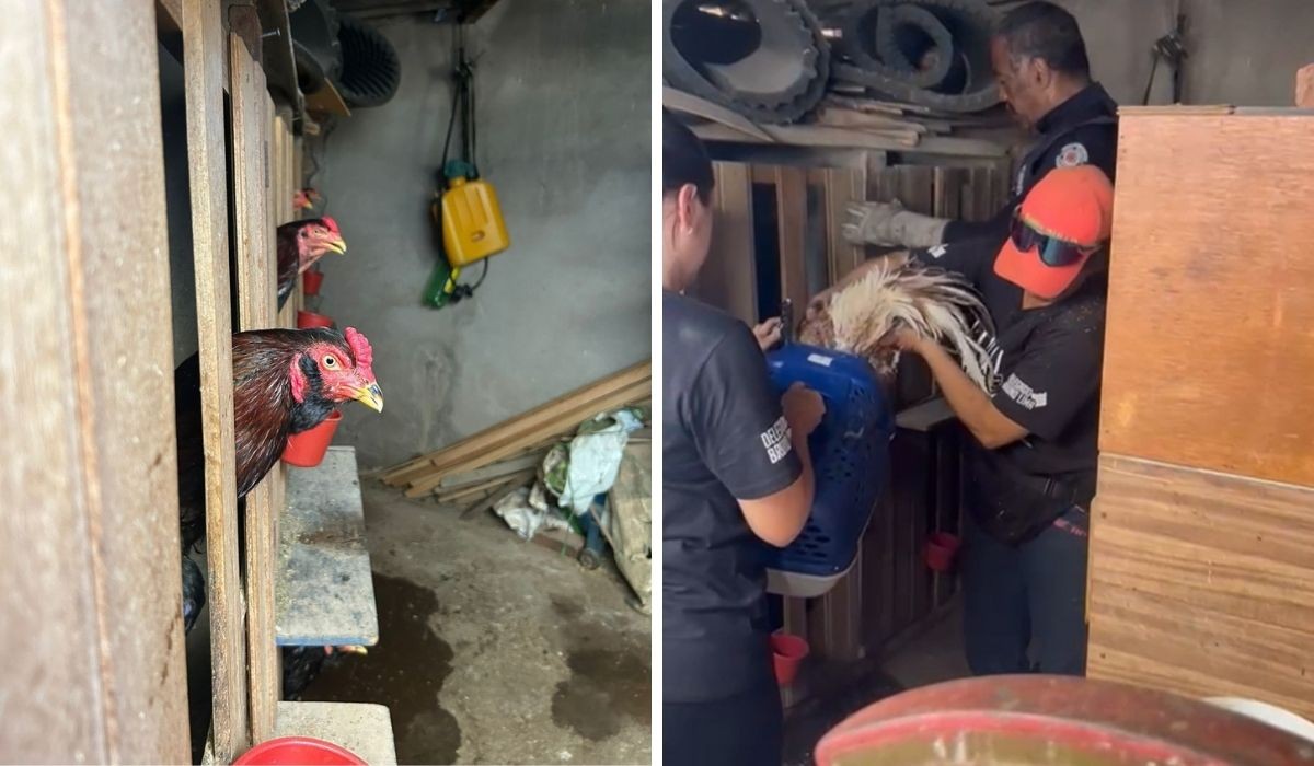 Guarda resgata 39 galos com sinais de maus-tratos e prende homem em flagrante em Americana