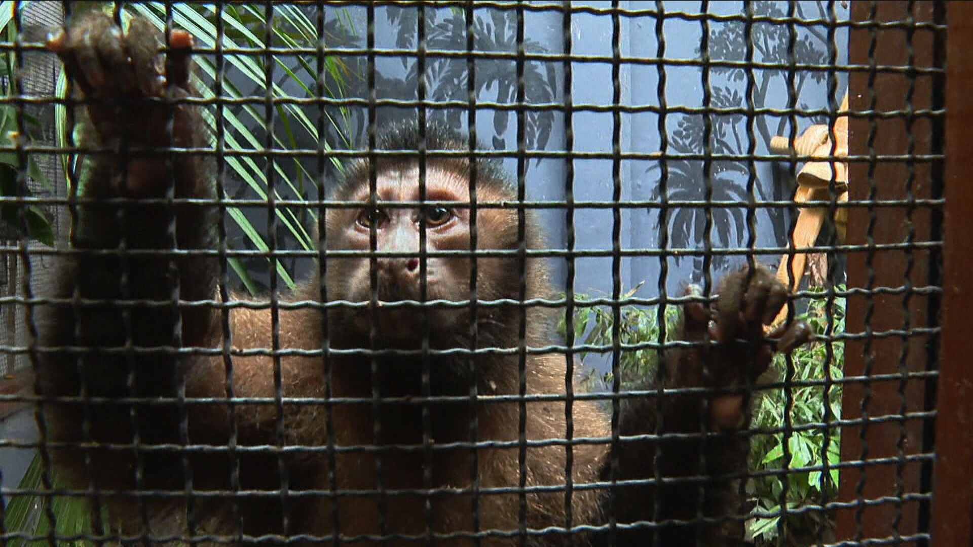 Venda ilegal de animais silvestres cresce em grupos de mensagens no Rio