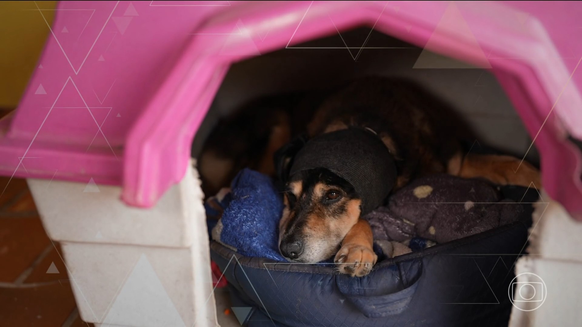 Fantástico mostra o que se sabe sobre morte do cão Orelha e assassinato de corretora em Goiás