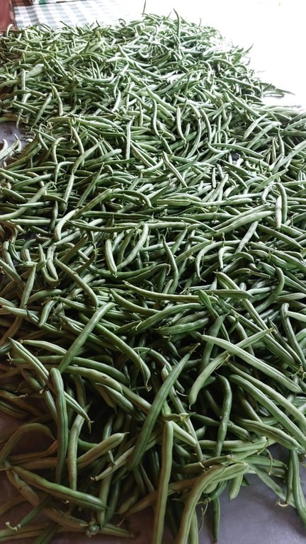 Ação do governo federal apreende espécies frutíferas e sucos irregulares no Vale do Paraíba