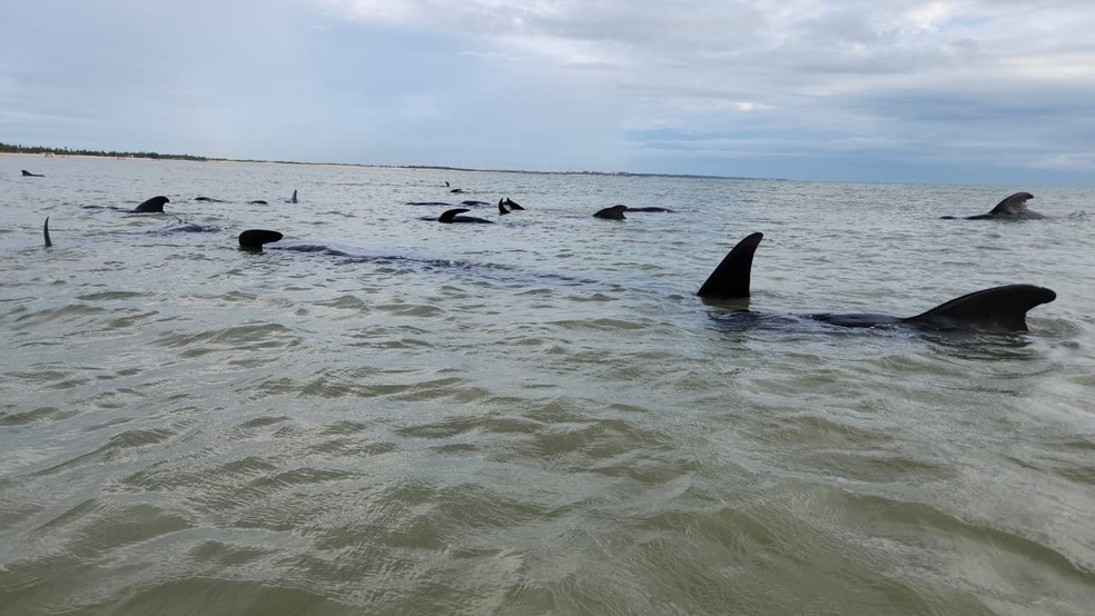 Pelo menos 21 baleias encalham em praia do Litoral Norte potiguar — Foto: Reprodução