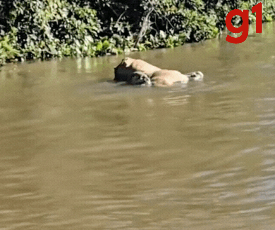 VÍDEO: onça-pintada arrasta boi em correnteza de rio em Pantanal de MT