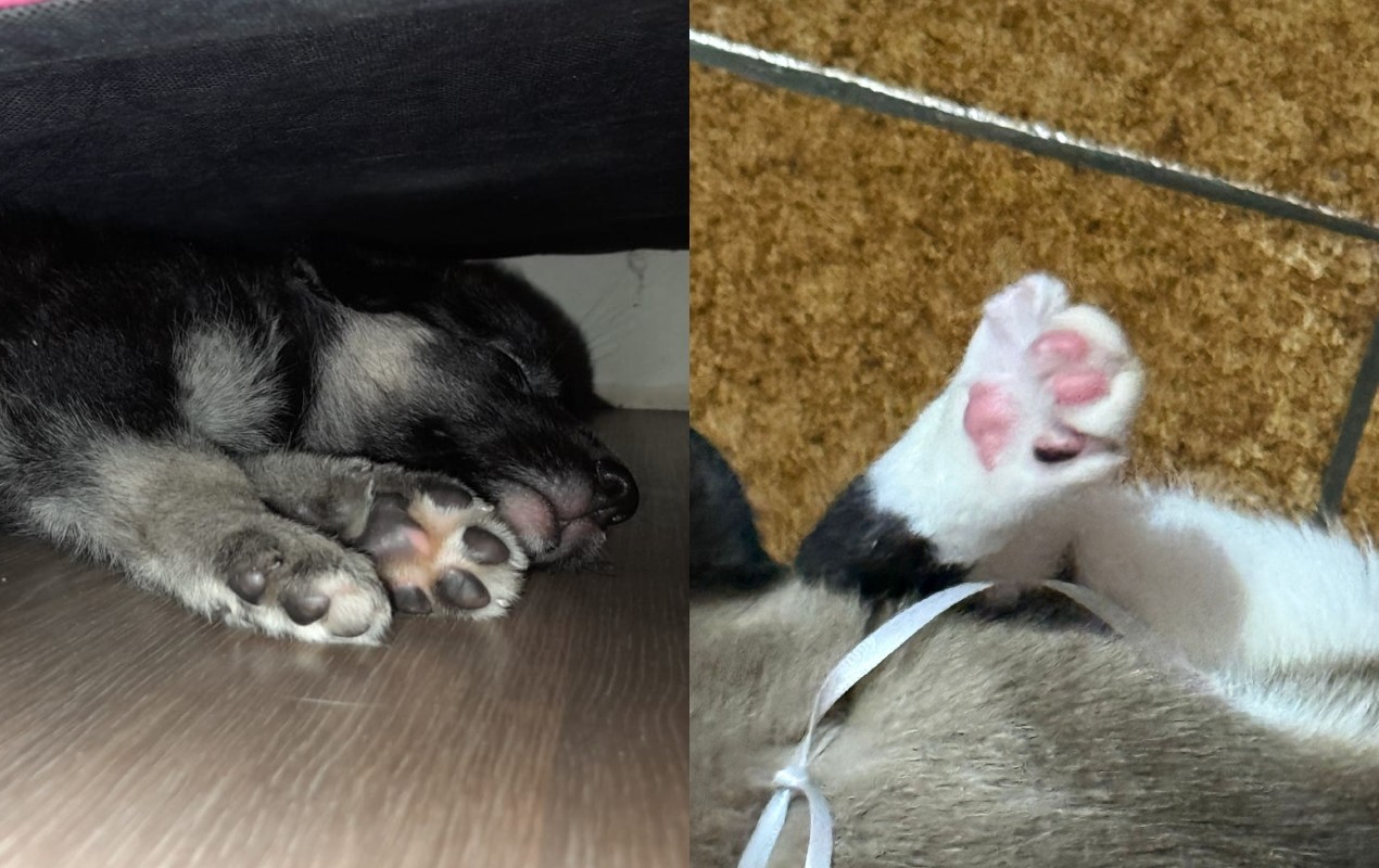 Calor, piso e unhas: os perigos escondidos que podem machucar as patas dos pets