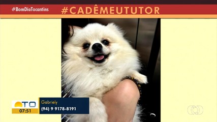 Moradora procura tutor de cachorrinha encontrada na 1.503 Sul em Palmas