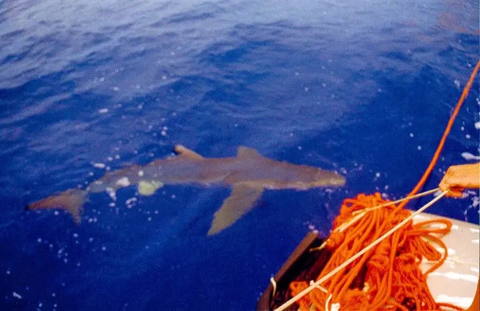 A aparição de um tubarão assustou os dois aventureiros — Foto: Autonauti via BBC