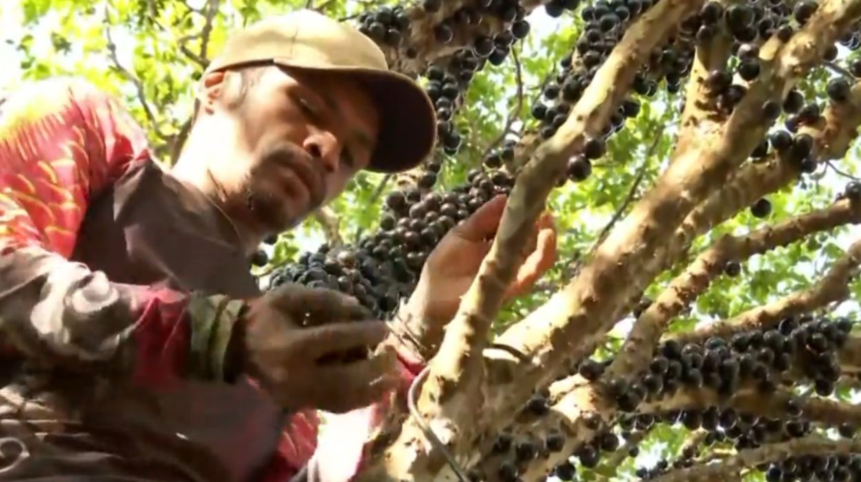 Colheita da jabuticaba impulsiona turismo e economia no interior de SP