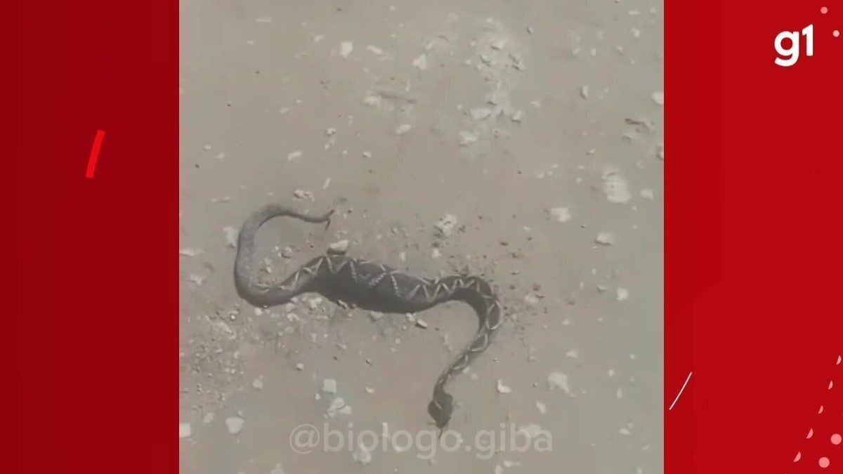 Olha o tamanho desse bicho! Ratazana gigante é capturada e deixa