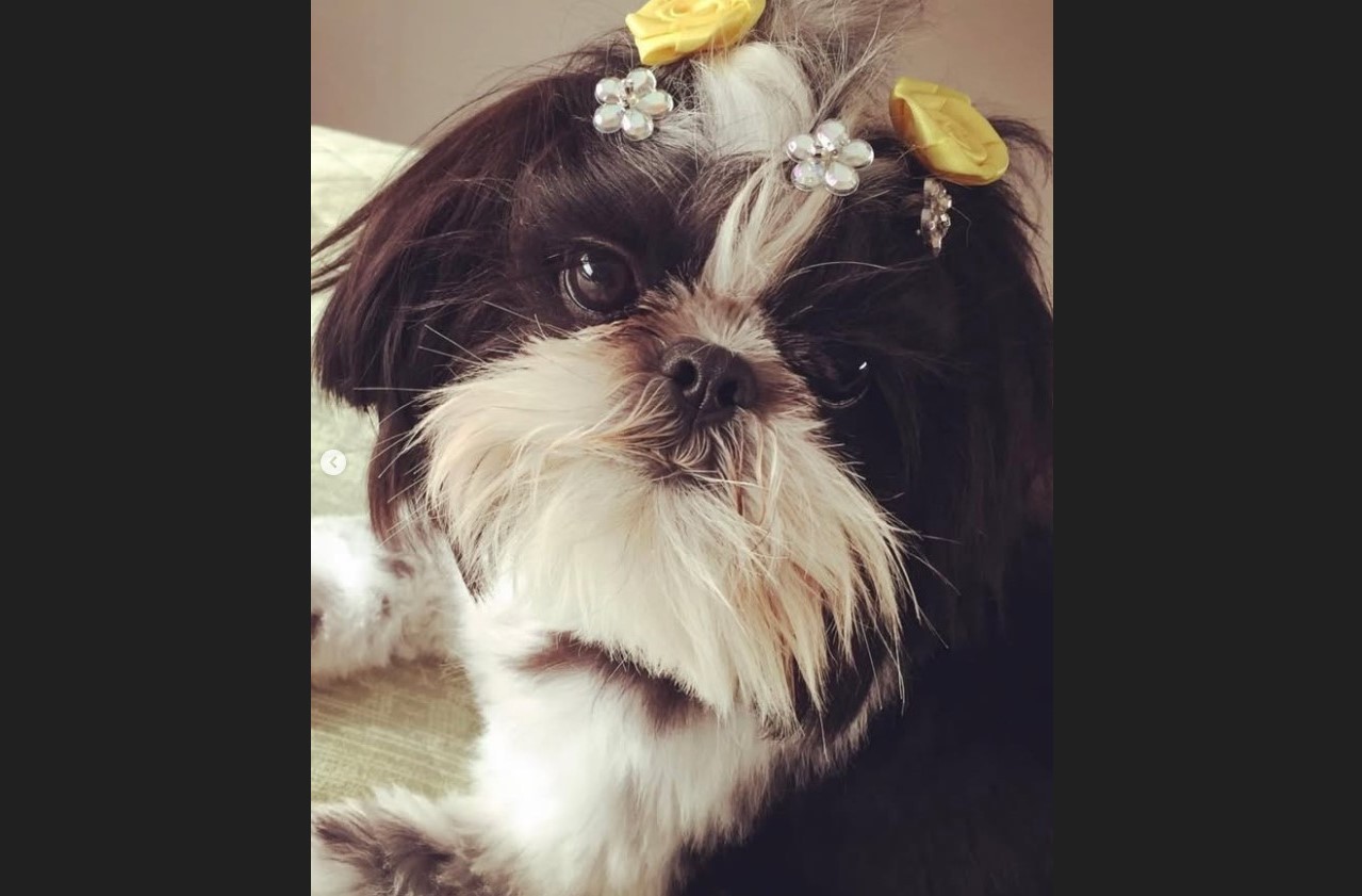 Cachorra shih tzu morre após ser deixada para tomar banho em pet shop e polícia indicia dois em SC