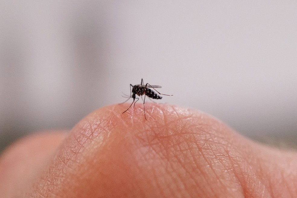 Por que os mosquitos picam mais algumas pessoas do que outras? — Foto: PHILIPPE HUGUEN / AFP