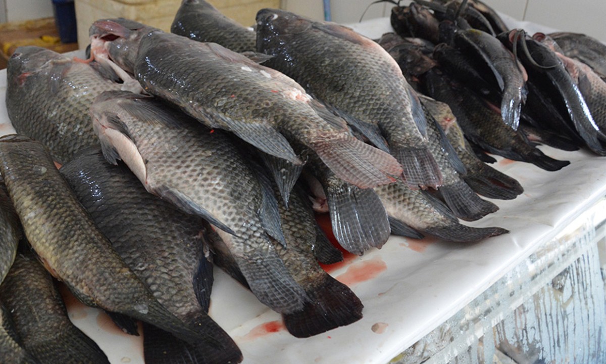 Procon aponta variação nos preços de produtos da Semana Santa em Feira de Santana; veja lista