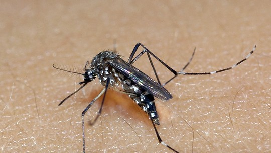 Zika vírus pode estar a um passo de novo surto global