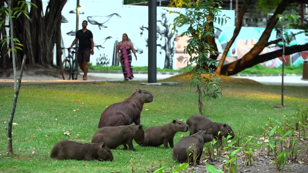 Capivaras vivem morgadas nos parques e já ganharam o coração do curitibano  