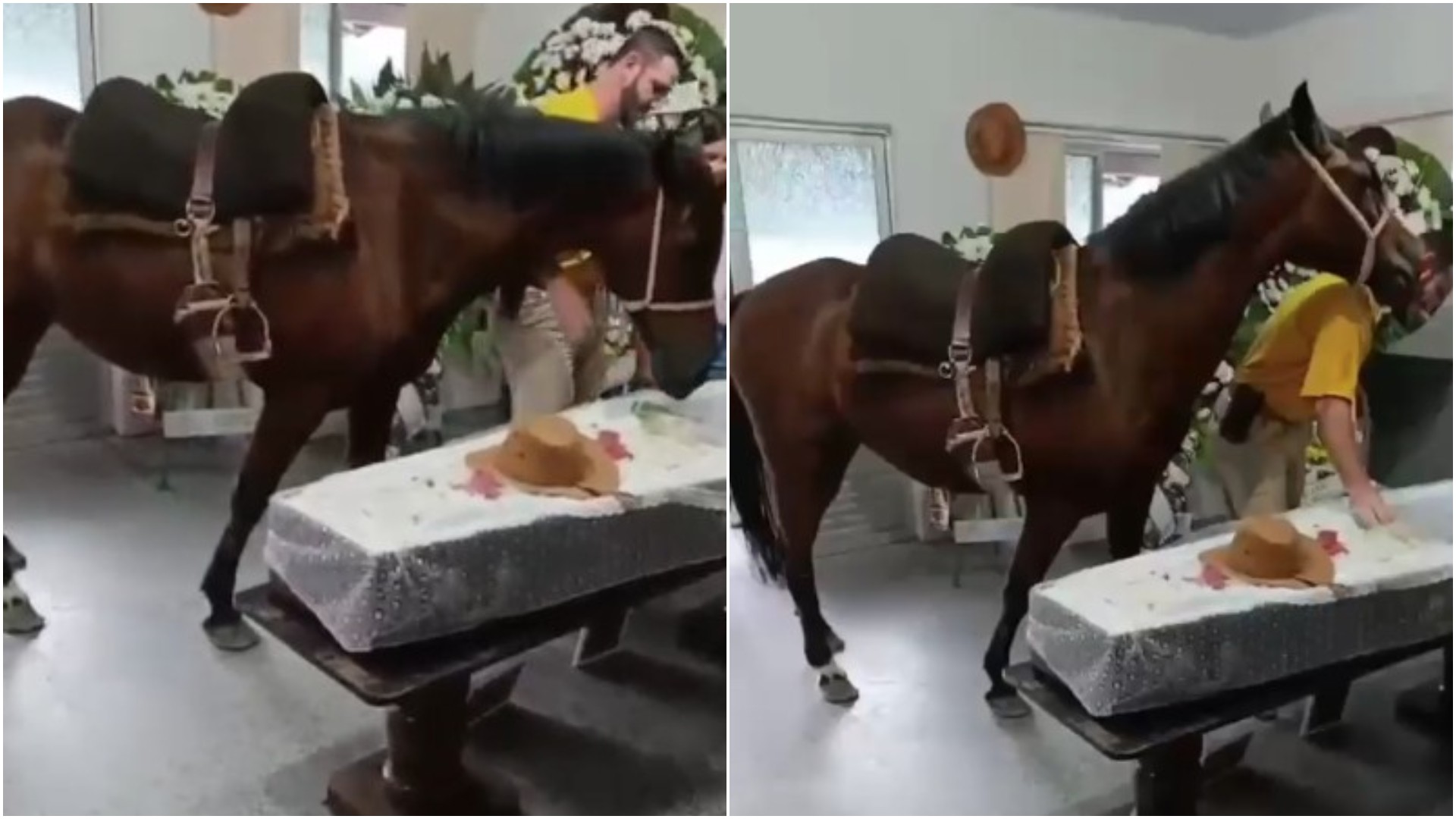 VÍDEO: Égua relincha ao ver tutor em caixão e emociona família durante velório em SC