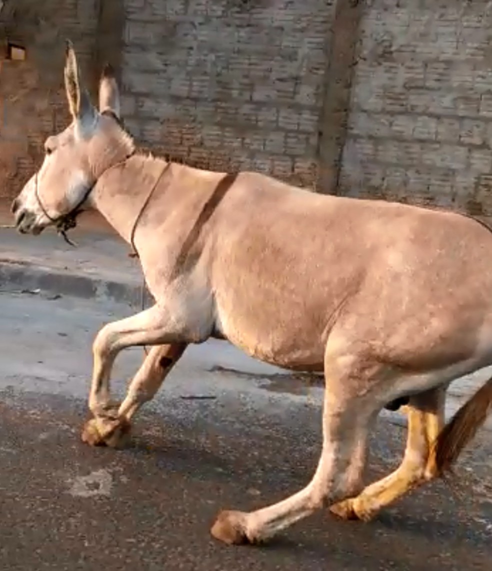 ONG arrecada R$ 1,3 mil com campanha na web e compra burro que foi  arrastado por carro, Bauru e Marília