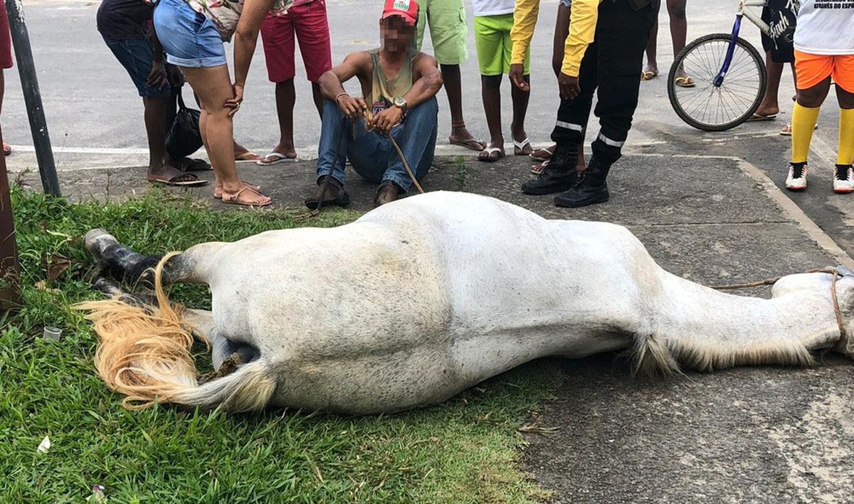 Homem morre após cair de cavalo em Mata de São João - BAHIA NO AR