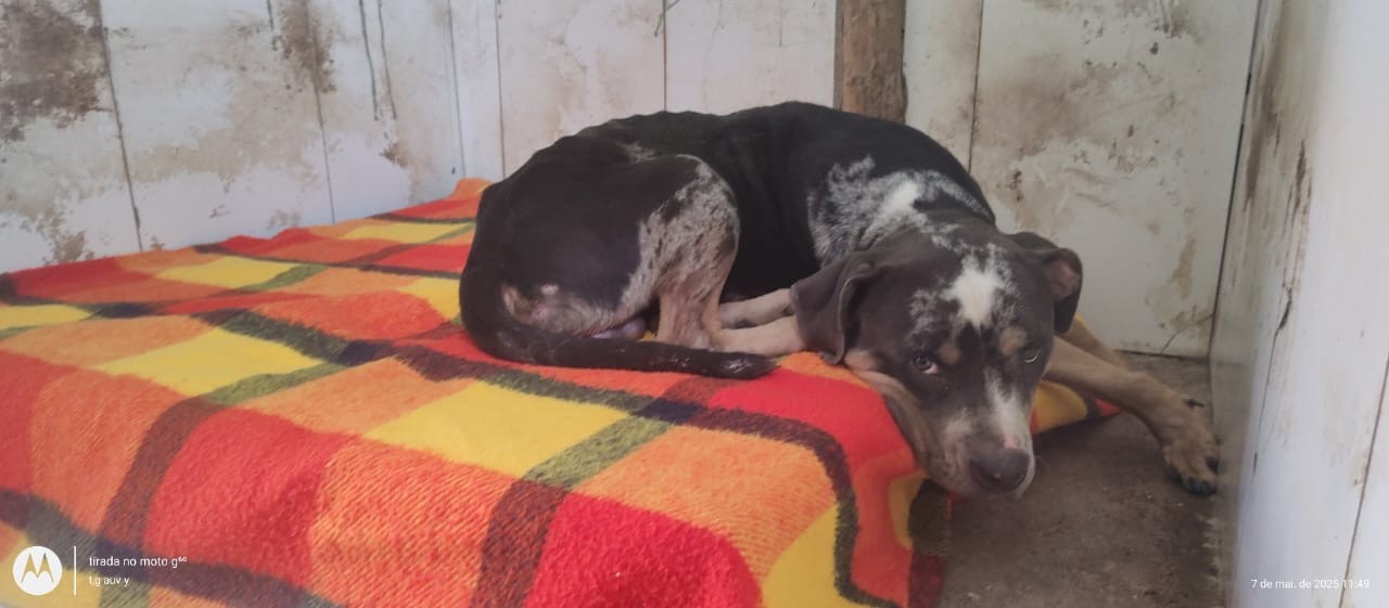 Filhote de pit bull é arremessado por cima de muro de entidade de proteção animal em Petrópolis