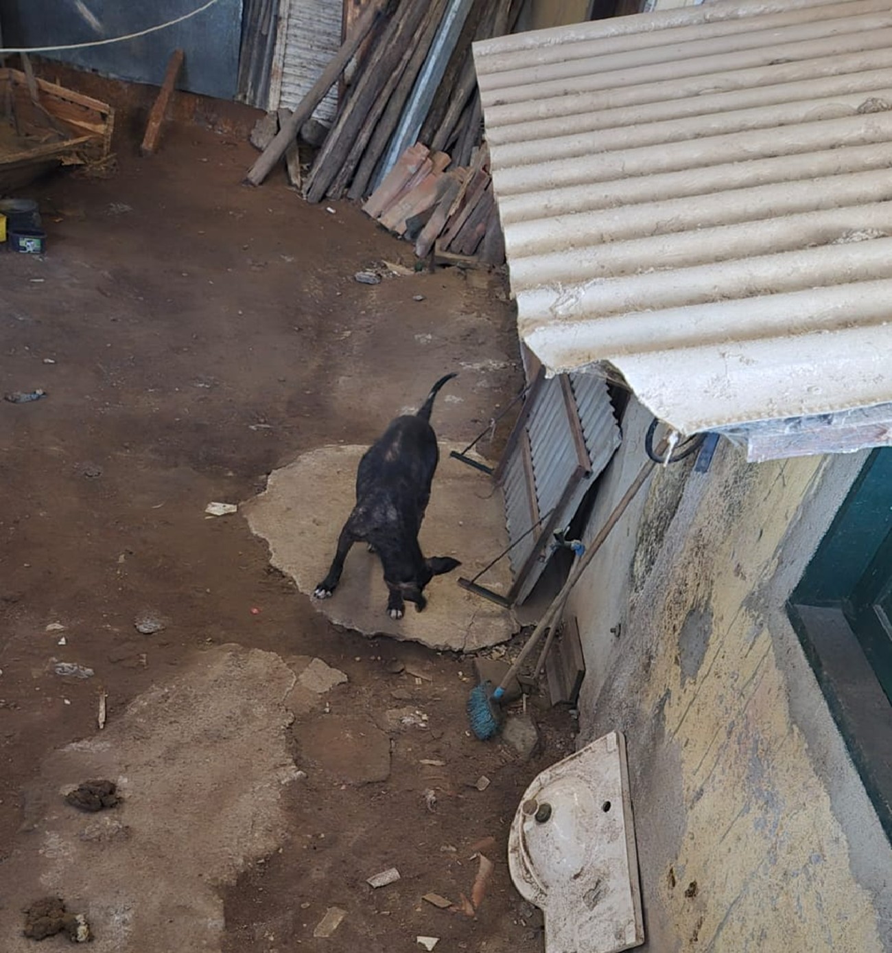 Cão vítima de maus-tratos é resgatado pela Polícia Civil em Santo Antônio de Pádua