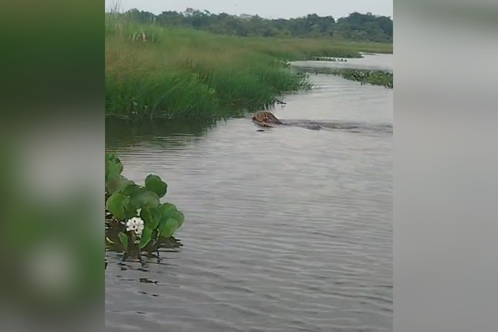 Onça-pintada foi vista nadando em rio no interior de SP — Foto: Reprodução/Fundação Florestal
