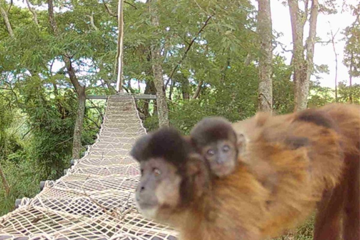 Animais ganham 'atalhos suspensos' para atravessarem ferrovias na Serra do Mar; entenda