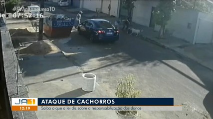 Advogado explica responsabilidades de donos de cachorros em caso de ataque