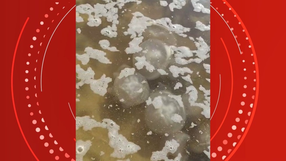 Crianças brincam com águas-vivas em praia de Guarapari, no Espírito Santo — Foto: Gustavo Nascimento