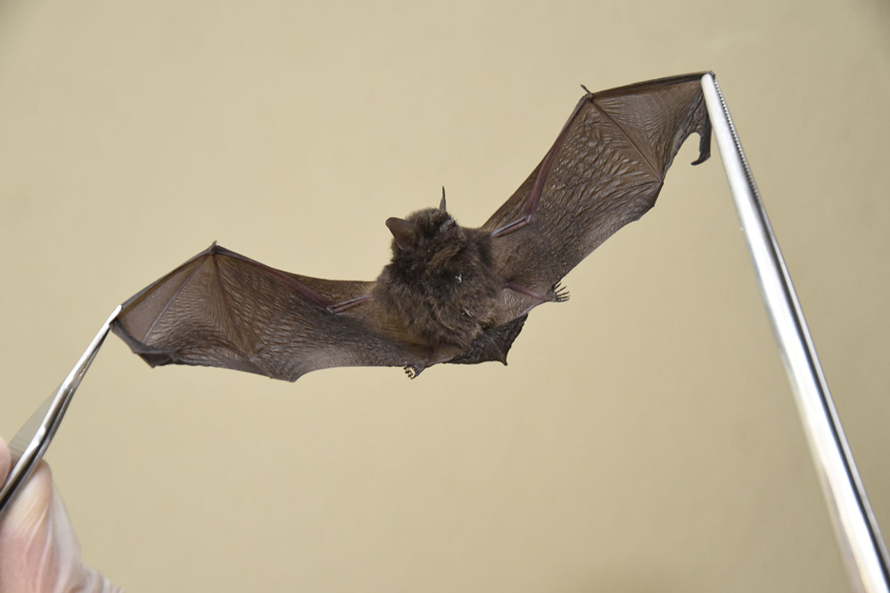 Prefeitura identifica 7º caso de raiva em morcego em Jundiaí