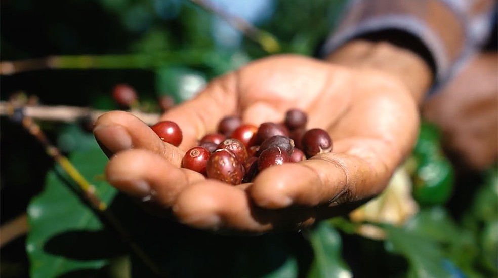 Produtores de café recorrem às agroflorestas para proteger produto do calor extremo — Foto: Reprodução