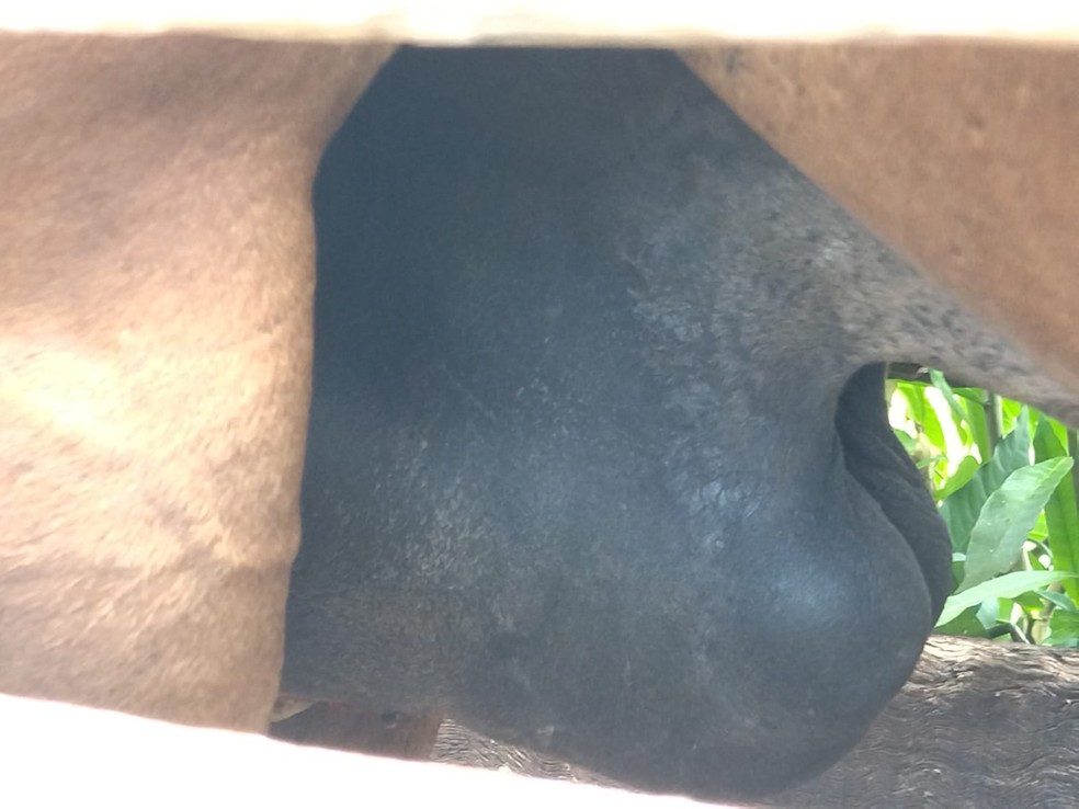 Cavalo foi vítima de maus-tratos após castração irregular em Teodoro Sampaio (SP) — Foto: Polícia Militar Ambiental