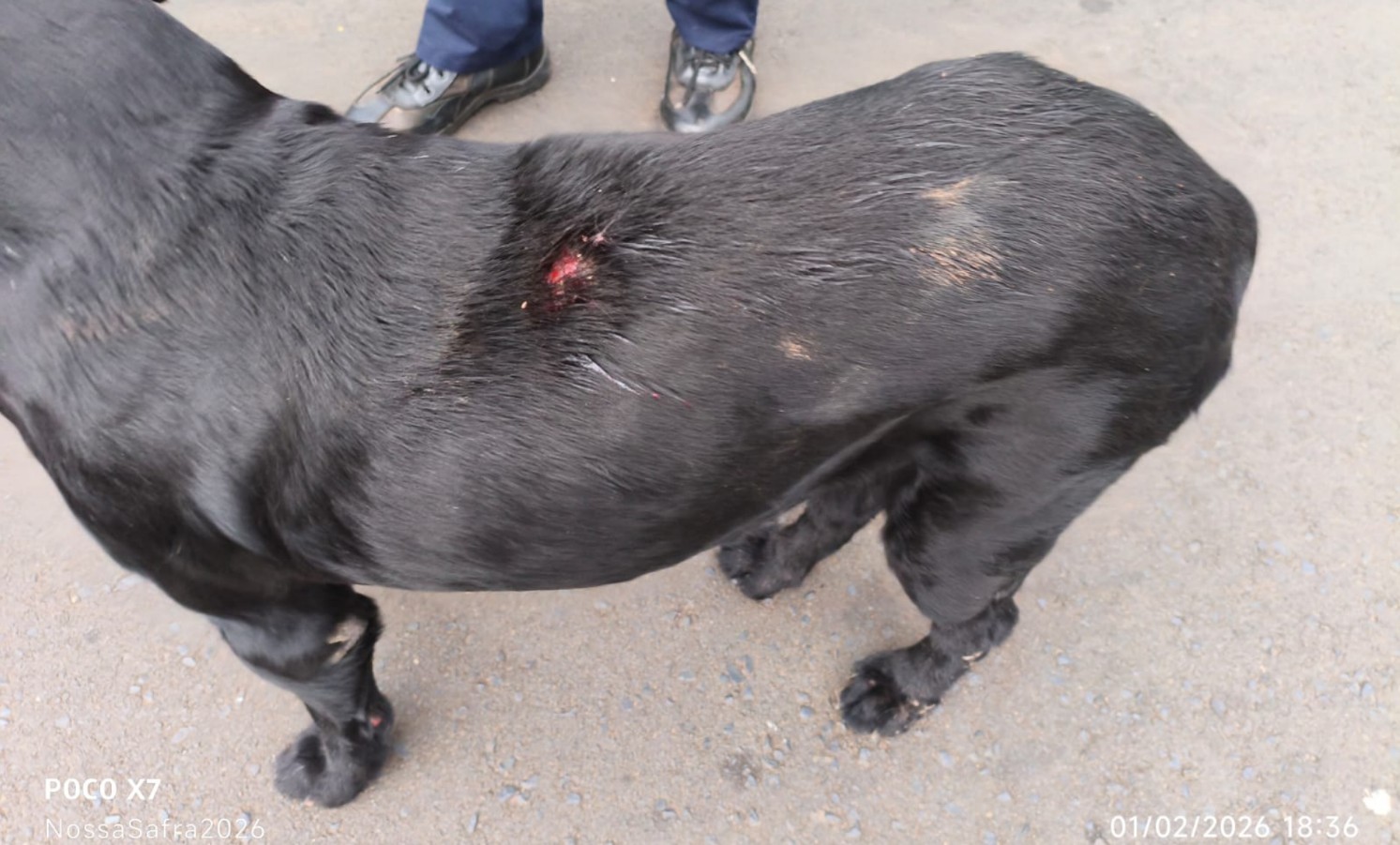 Homem é preso após agredir cachorro com barra de ferro no interior de SP; VÍDEO